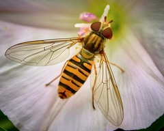 Episyrphus balteatus