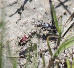 Cicindela fulgida