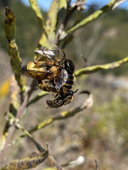 Ocnaea
