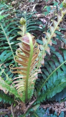 Neoblechnum brasiliense