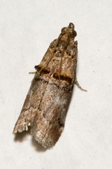 Trachonitis cristella