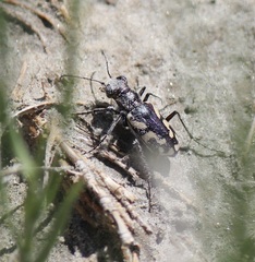 Cicindela fulgida