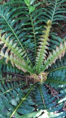 Neoblechnum brasiliense