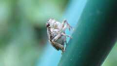 Issus coleoptratus