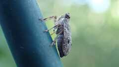 Issus coleoptratus