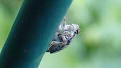 Issus coleoptratus