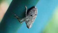Issus coleoptratus