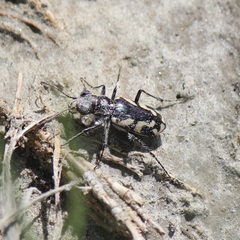 Cicindela fulgida