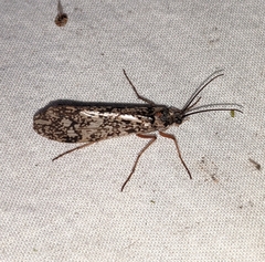 Clistoronia magnifica