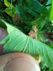 Alchemilla sarmatica