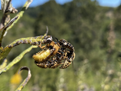 Ocnaea