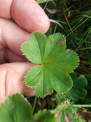 Alchemilla sarmatica