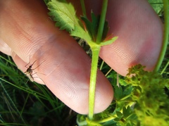 Alchemilla sarmatica