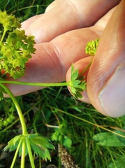 Alchemilla sarmatica