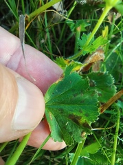 Alchemilla sarmatica