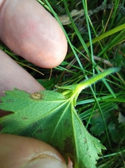 Alchemilla sarmatica