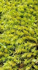 Triquetrella papillata