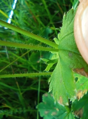 Alchemilla sarmatica