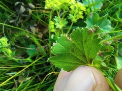 Alchemilla sarmatica