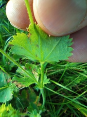 Alchemilla sarmatica