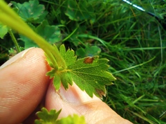 Alchemilla sarmatica