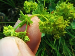 Alchemilla sarmatica