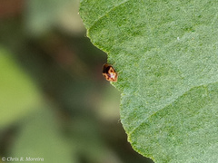 Scymnobius galapagoensis