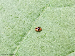 Scymnobius galapagoensis