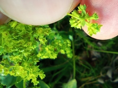 Alchemilla sarmatica