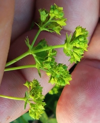 Alchemilla sarmatica