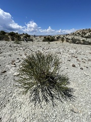 Eriogonum ephedroides