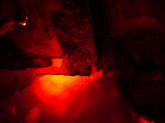 Dermochelys coriacea