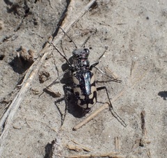 Cicindela fulgida