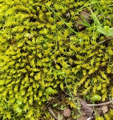 Triquetrella papillata