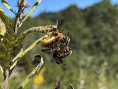 Ocnaea