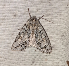 Andropolia aedon