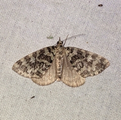 Hydriomena speciosata