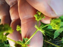 Alchemilla sarmatica