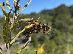 Ocnaea