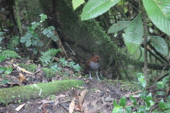 Grallaria rufocinerea
