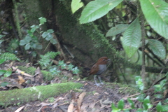 Grallaria rufocinerea