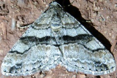Prionomelia spododea