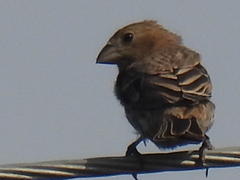 Haemorhous mexicanus