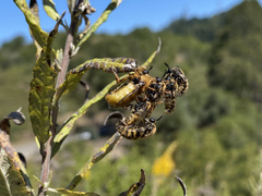 Ocnaea