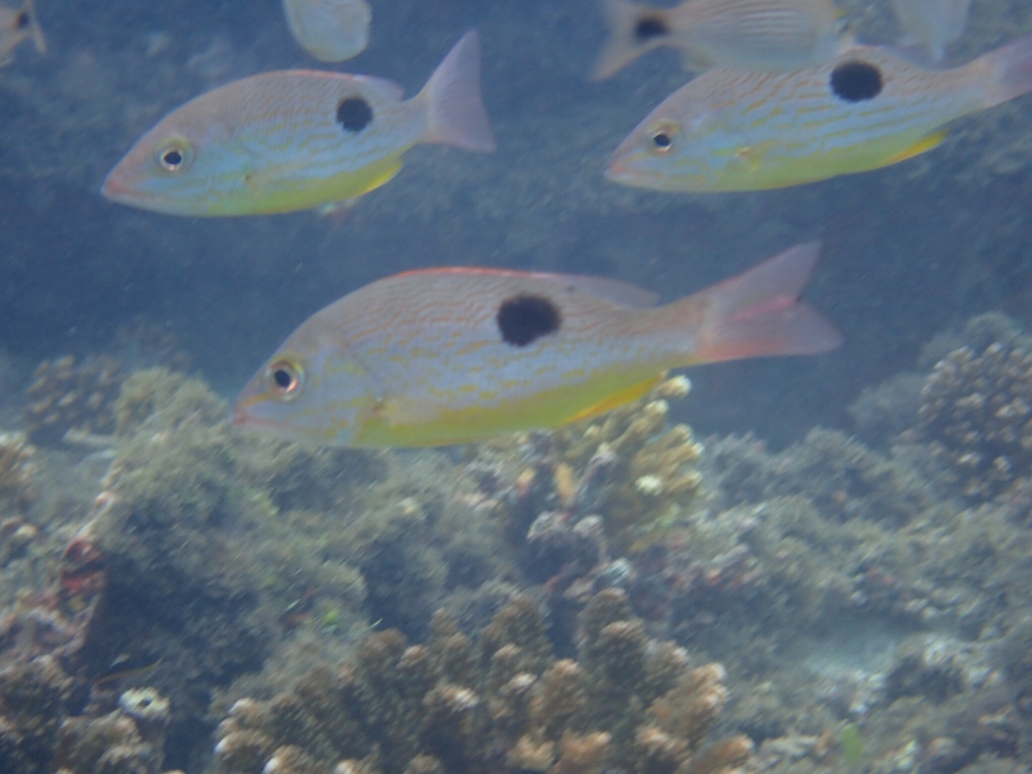 Full article: Hook Selectivity in an Artisanal Spotted Rose Snapper  Lutjanus guttatus Fishery on the Nicoya Peninsula, Costa Rica