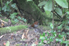 Grallaria rufocinerea