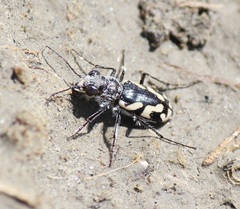 Cicindela fulgida