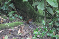 Grallaria rufocinerea