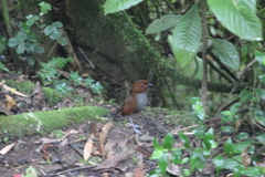 Grallaria rufocinerea