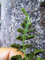 Asplenium billotii